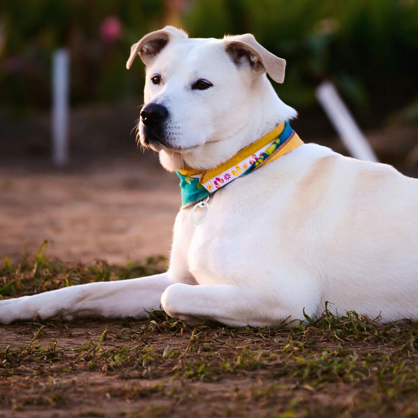 

6Pcs Dog Tag Silencers Silicone Sleeve Id Tag Shield Noise Absorbing Lightweight for Pets Glow in The Dark Green