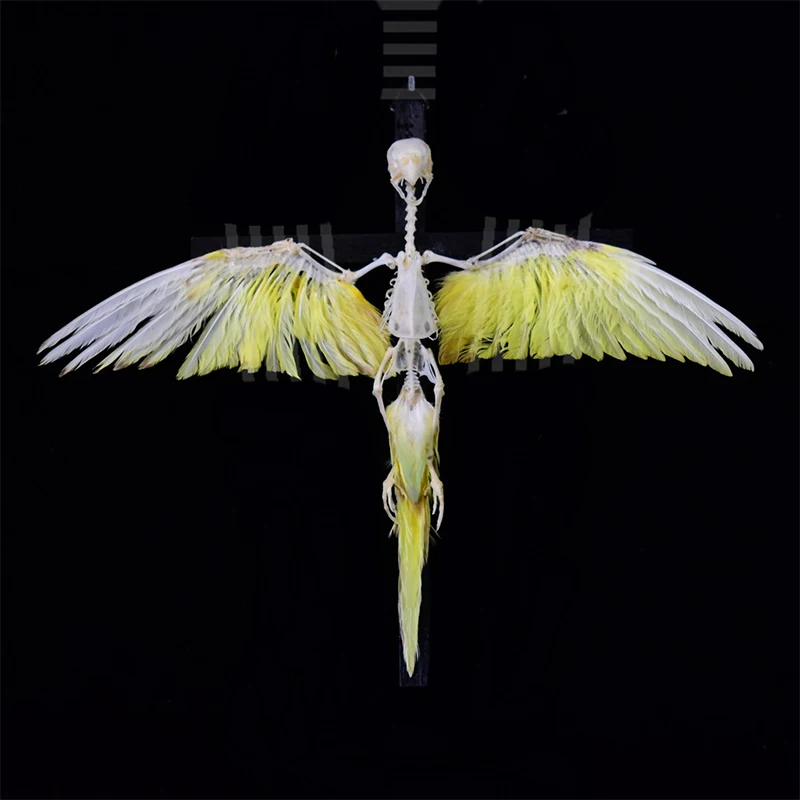 2026 Original Cross Bird Bone Tabletop Bone Ornament Gothic Bone Specimen Decoration Birthday Creative Gift Customization