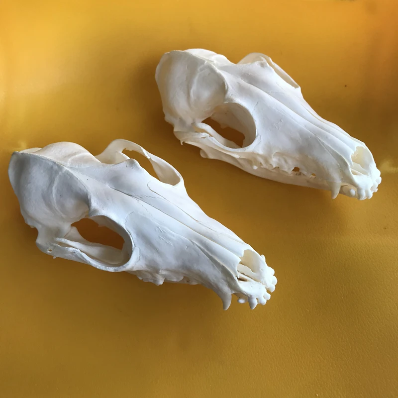 2pcs Red Fox Skull taxidermy real bone skeleton Christmas decoration gift