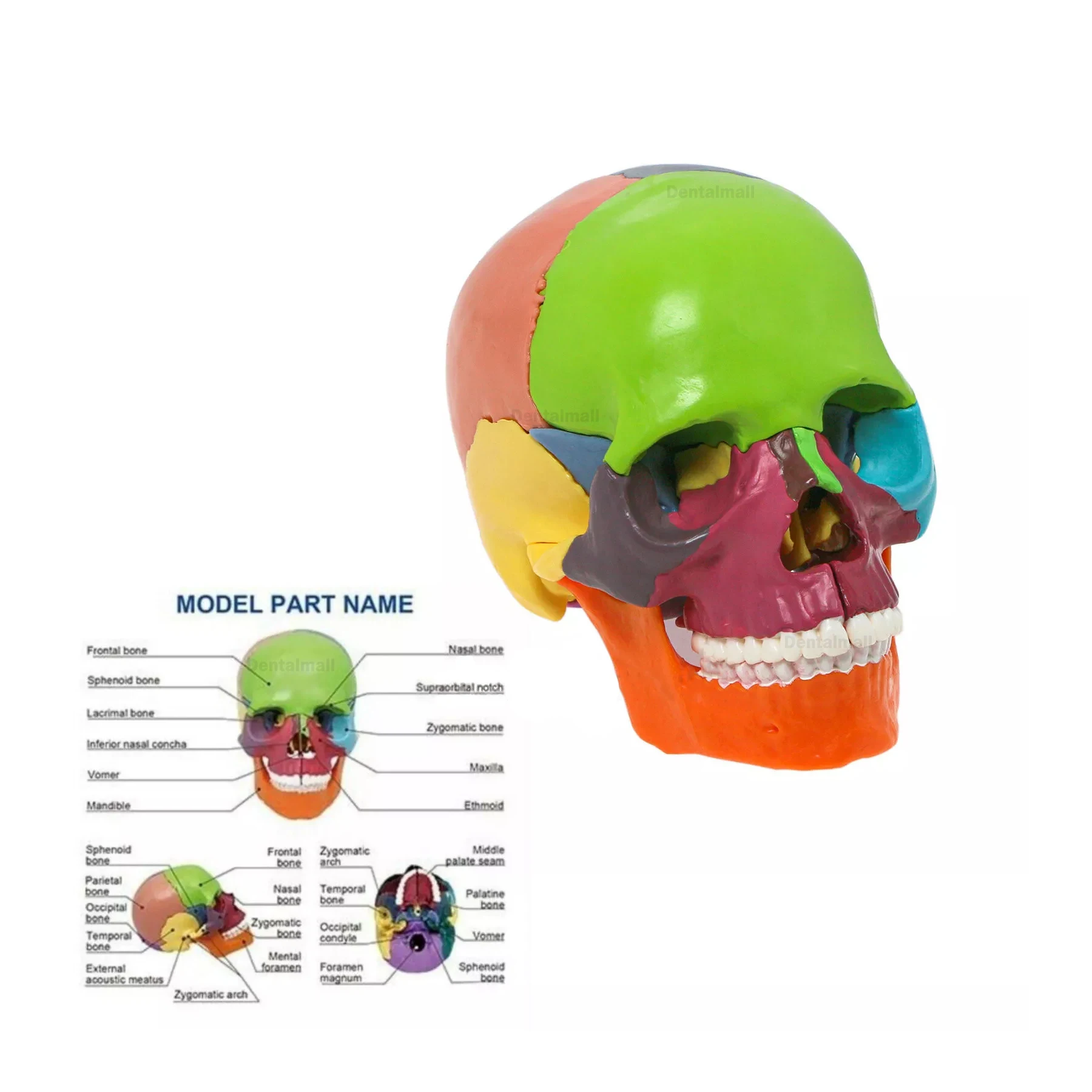 

15Parts Human Anatomy Exploded Skull Colored Anatomy Mini Skull Model Detachable