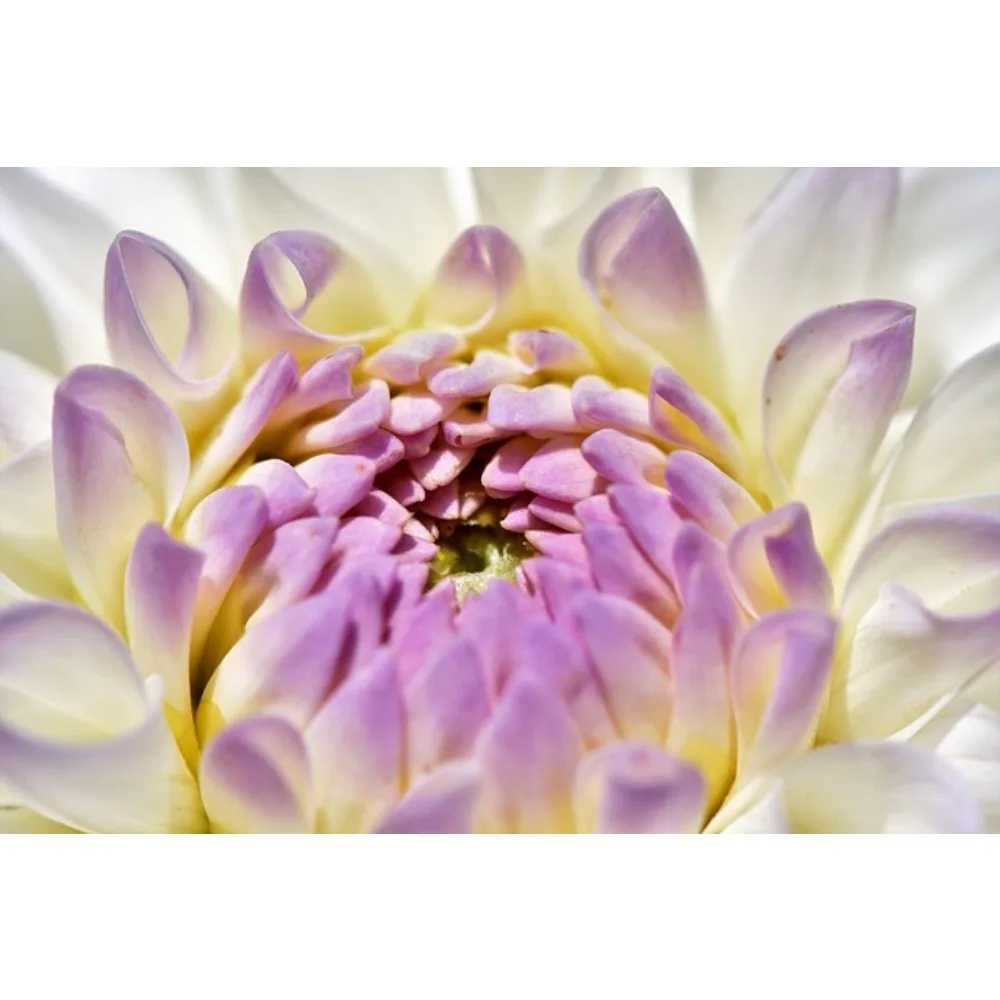 

GEPRC SPEEDX2 0802 Brushless Motor 17000KV/22000KV 1S 10.7mm for Tiny Whoop FPV Quadcopter RC Drone