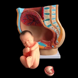 Midwifery teaching model embryo development pregnancy 9 months female pelvic with nine months fetal model