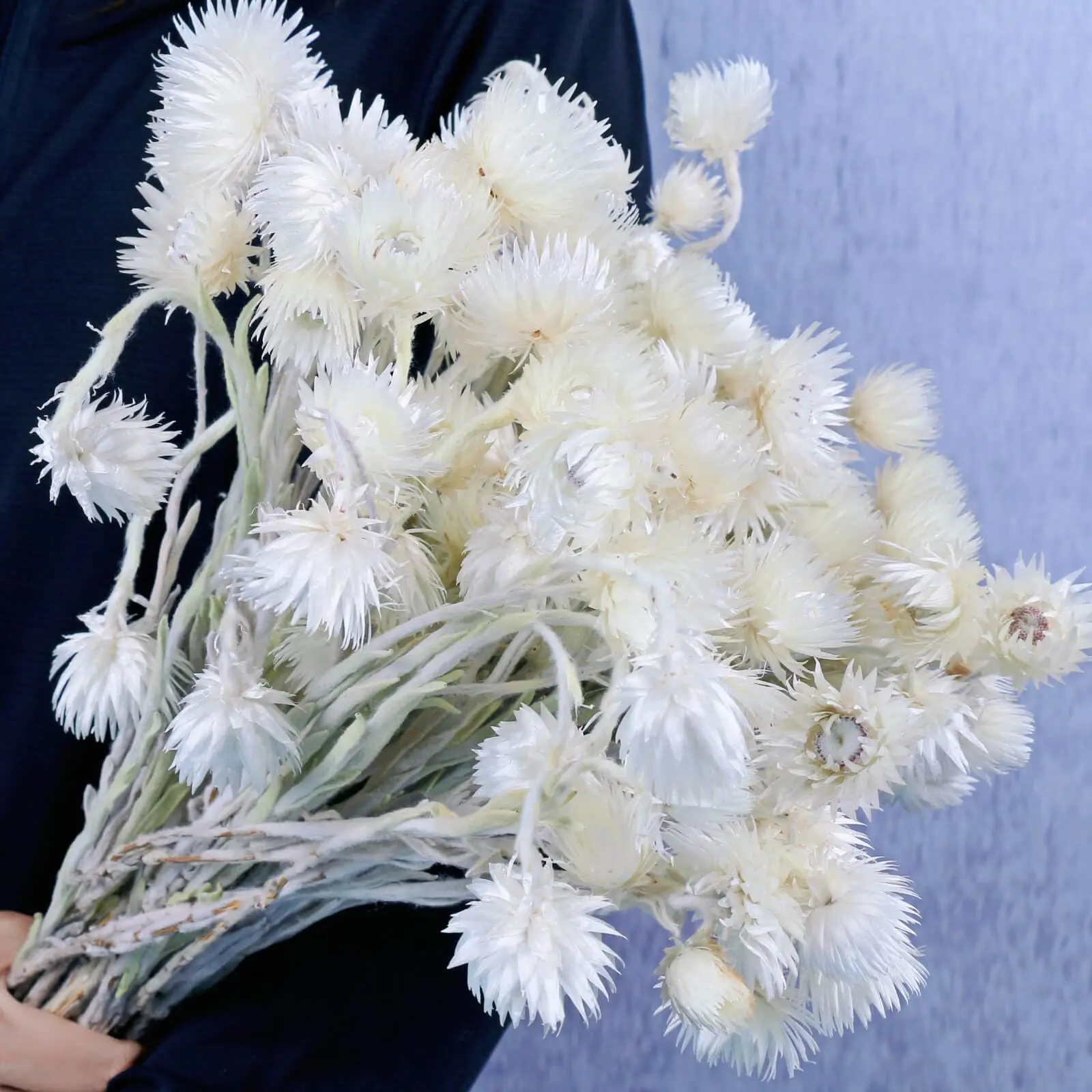 30 PCS Heads Dried White Daisy Flowers -Real Dried Silver Daisy Chamomile Flower Bundle for Vase Home Wedding Boho Office Decor