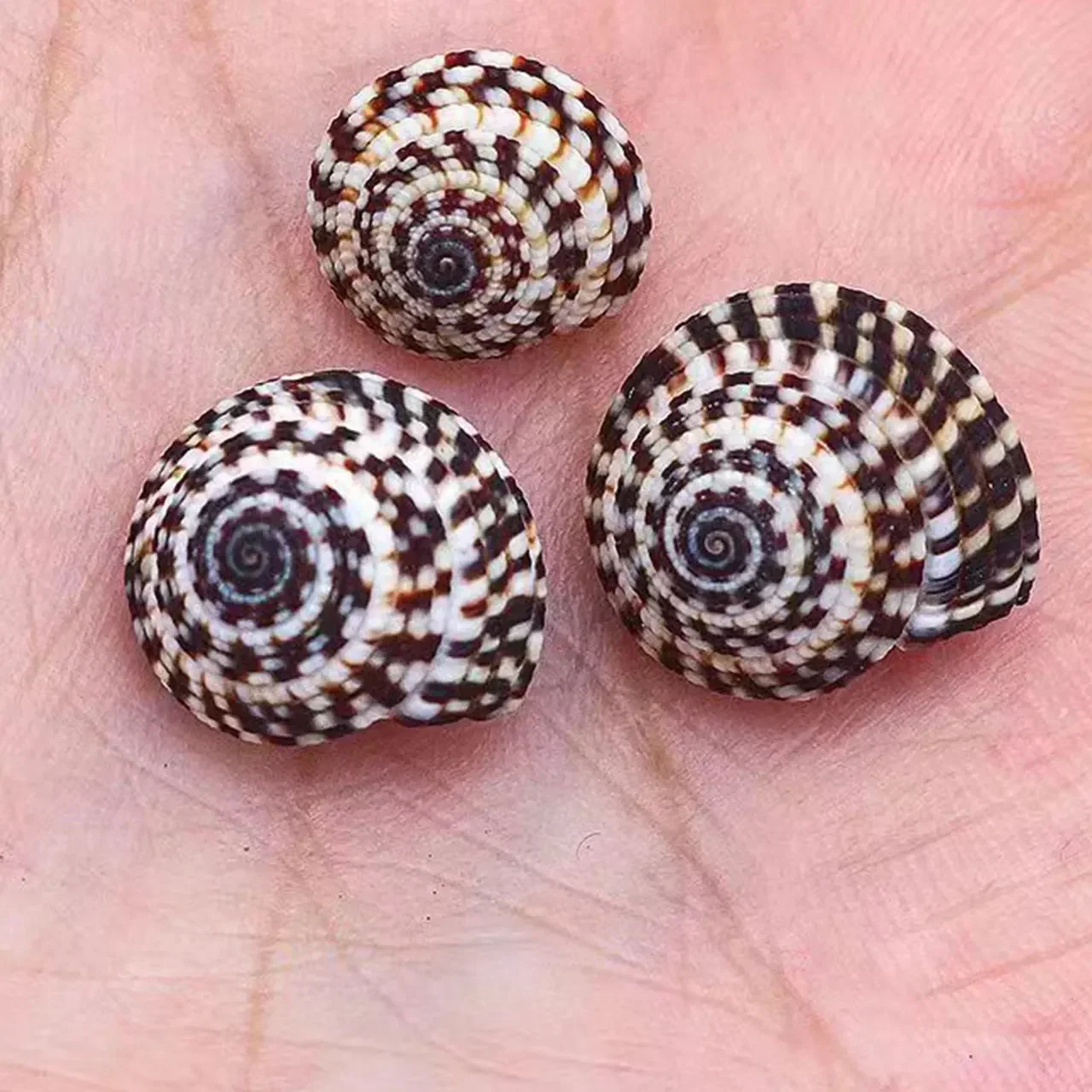 

6pcs Shell Conch Natural Conch Shell Fish Aquarius Box Cylinder Micro -landscape Landscape