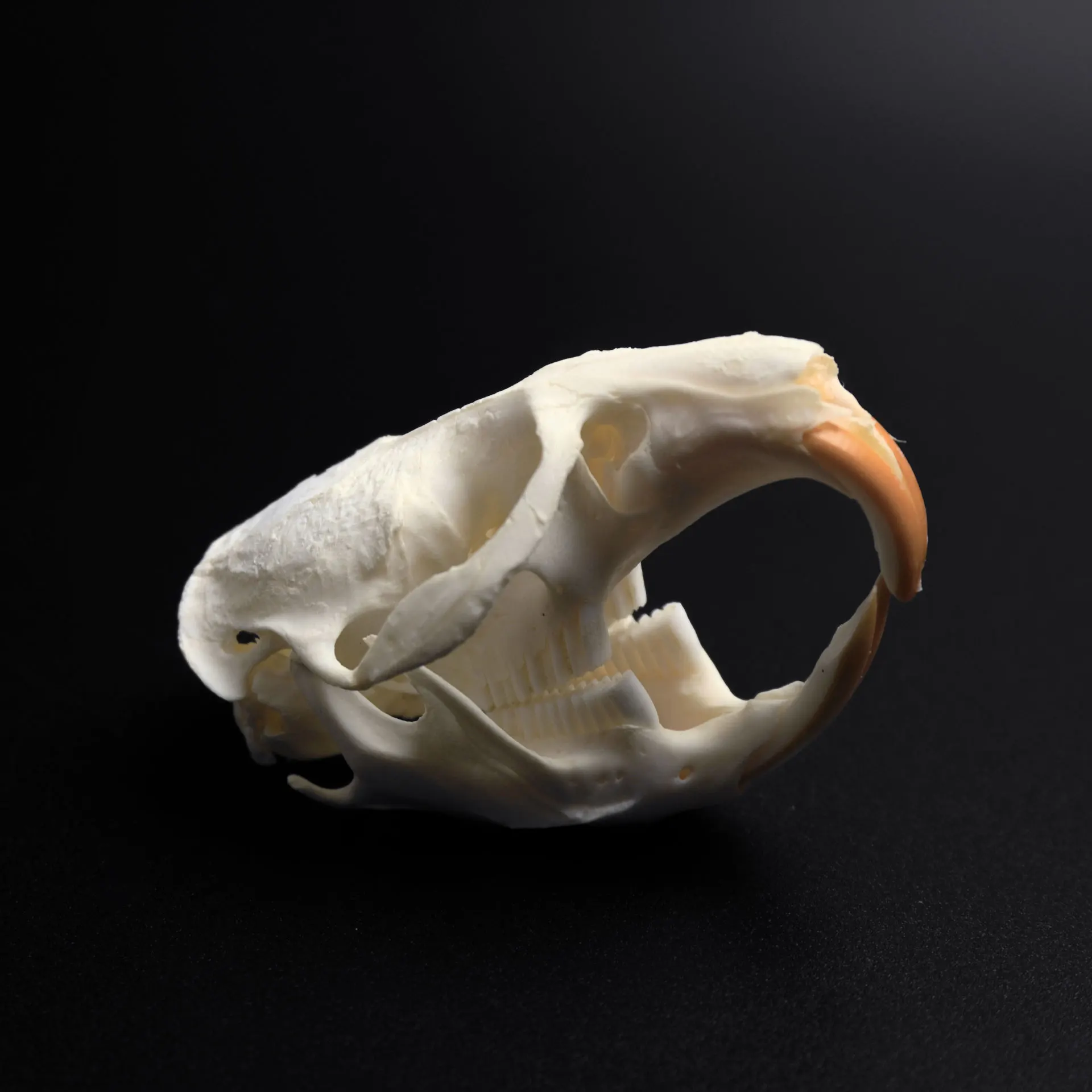 

1/2/5/10 Pcs Real Animal Skull Muskrat Skull DIY Decorative Collectibles Educational Specimens Teaching Models Display Gifts