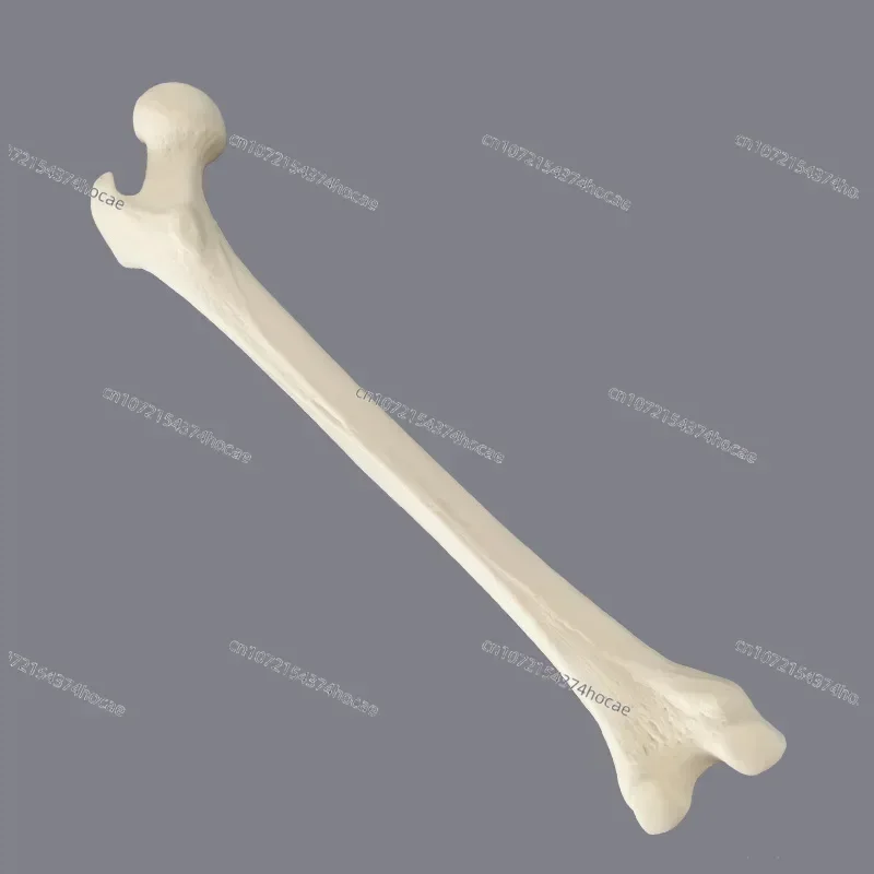 Simulated Bone of Femur Sawbones Pseudobone Workshop Preoperative Practical Training Exercise Human thigh-bone skeleton