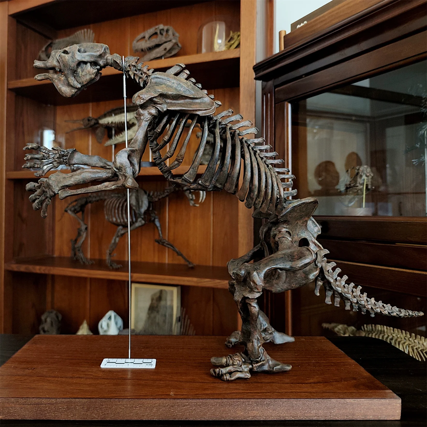 1/10 Large Megatherium 3D Printed Skull Model Prehistoric Animal Scene Decoration Ornament Collectible Craft Birthday Gift