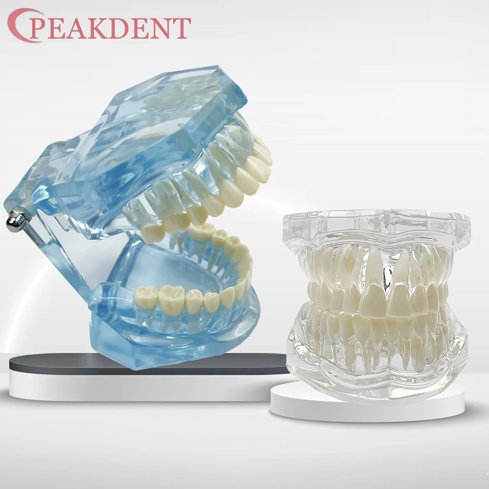 

Normal Dental Model Teeth Dental Teaching Model Transparent Blue Pink Dentistry Adult Teeth Model For Studying Education Display
