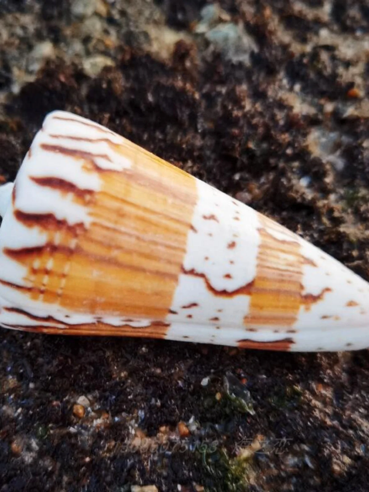 Natural Cowrie Conches: Cone Snail, Black Star Cone, Magic Cone Snail, Sesame Corn Snail - Ideal for Collection, Admiration