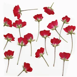 60X Dried Side Pressed Rose Flower Buds Stalks Plant Herbarium For Jewelry Bookmark Postcard Phone Case Invitation Card DIY