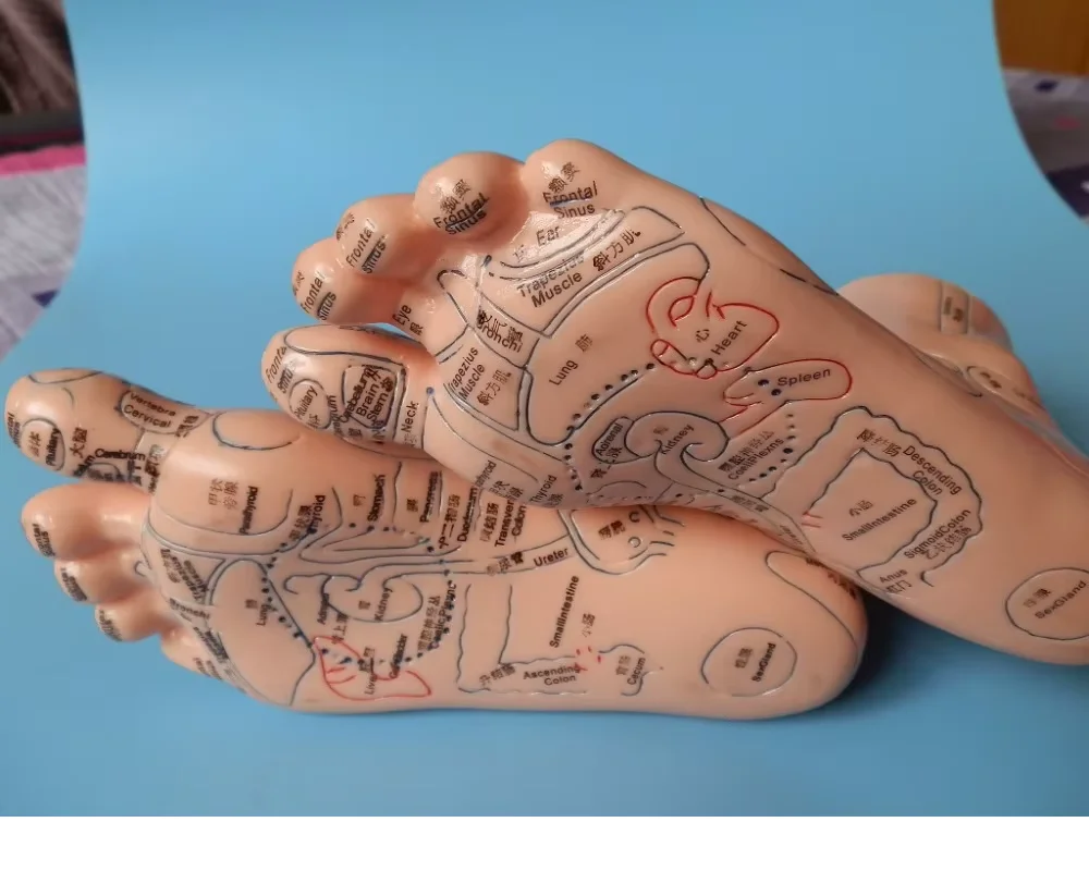 19 cm Fußreflexzonen-Massagemodell, nicht Akupunkturmodell, chinesischer und englischer Code, TCM-Fußreflexzonenmassage, 1 Paar