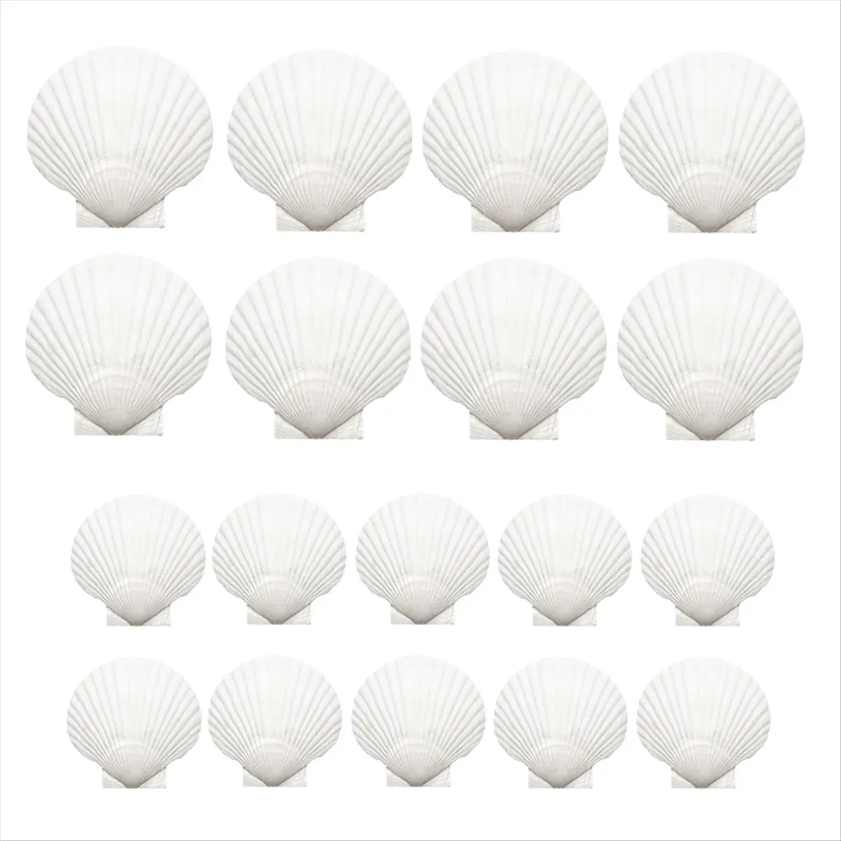 X16A Hot 18PCS Natural Scallop Shells,White Seashells Bulk for Crafts DIY Painting Baking and Ocean Summer Beach Wedding Home