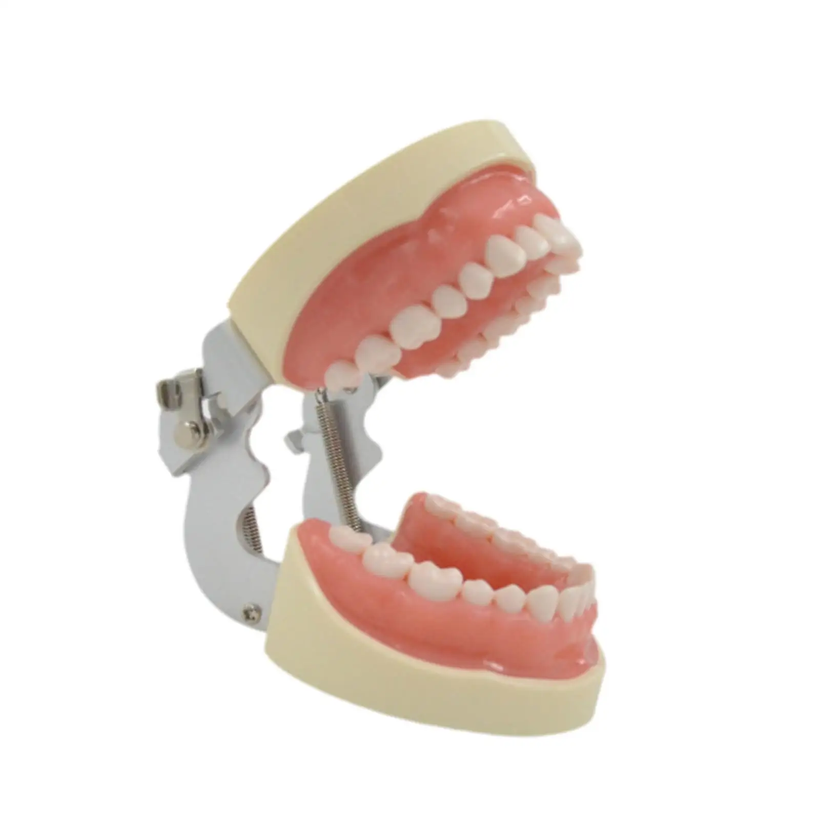 Tooth Model Learning Multifunctinal Tooth Teach Practice Model Demonstration Tooth Model Kids Dental Teaching Brushing Model