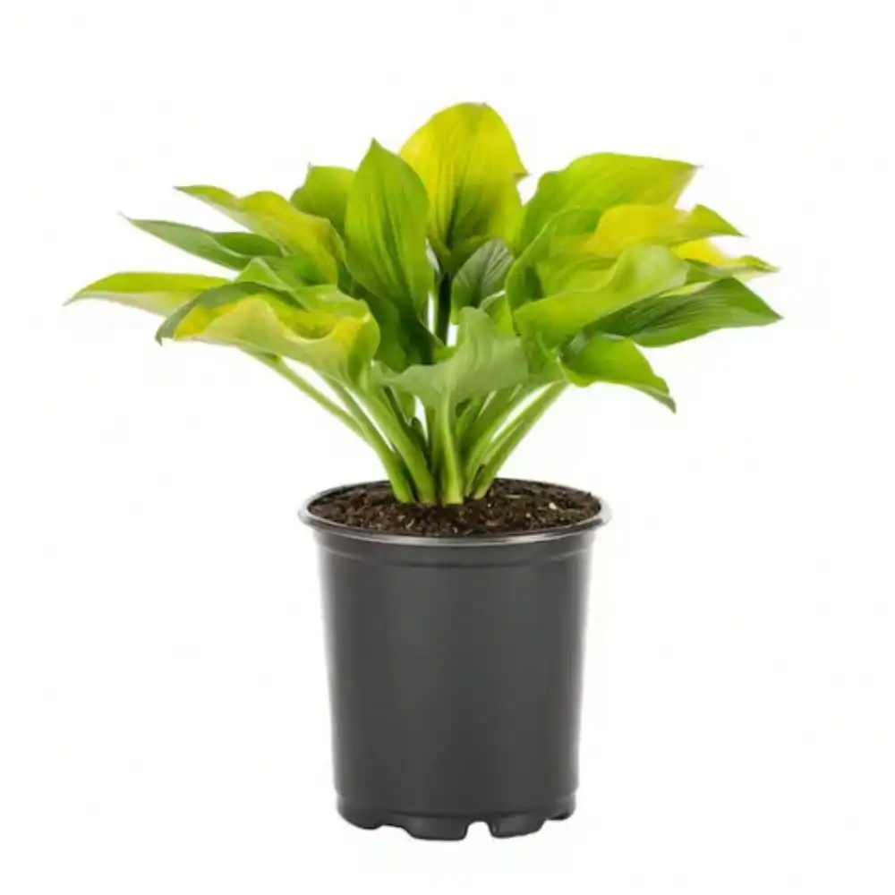 2 كيو تي. مصنع أوغست مون هوستا الأبدي؛ صيانة منخفضة؛ تنقية الهواء؛ ينزدهر في المناطق المظلة، الأفضل نمو في الحاويات