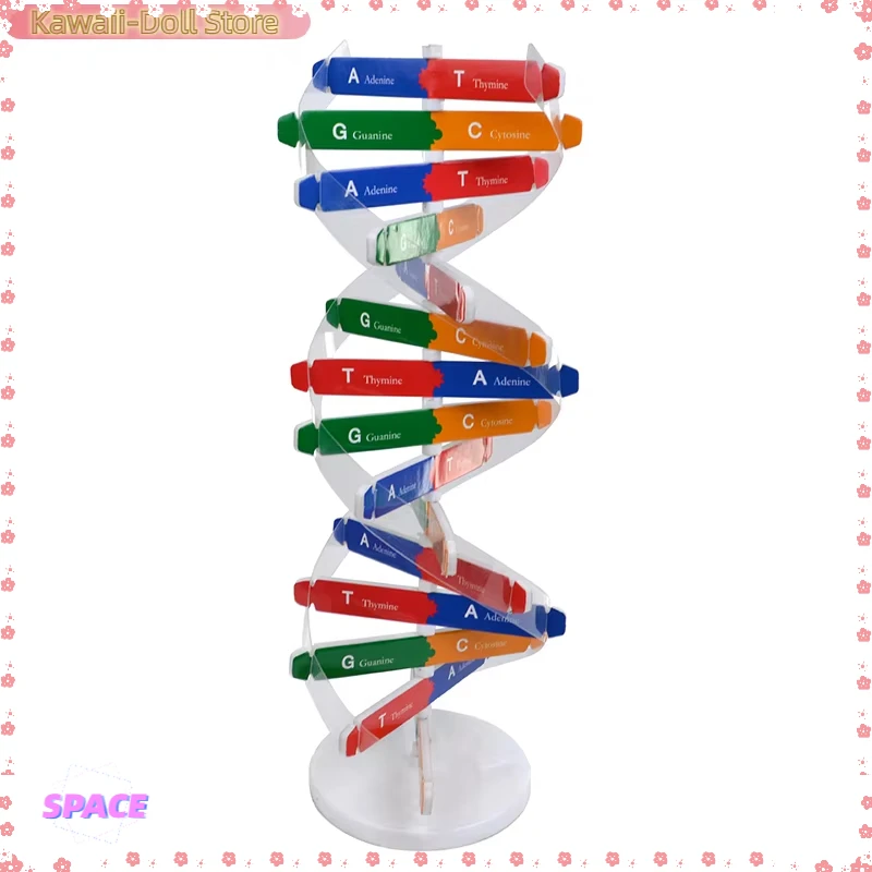 1Pcs Teaching Learning Education Toy Genes DNA Models Double Helix Science Toys