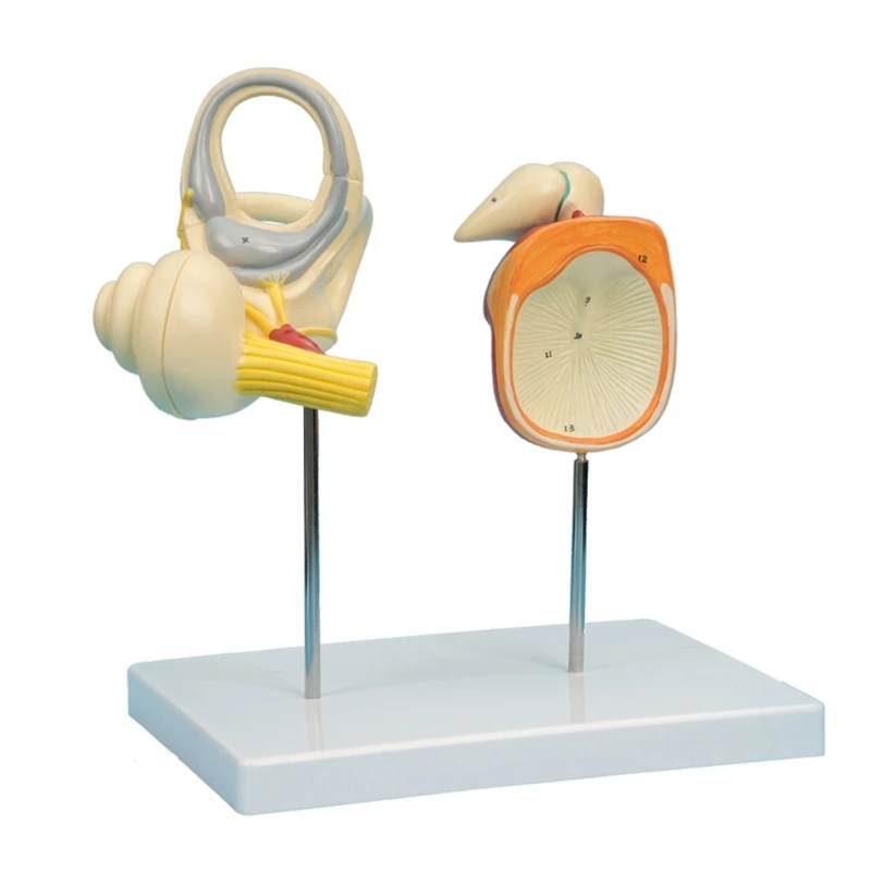 

Human Ear Anatomical Model Human Ear Model Labyrinths Ossicle Tympanic Membrane Cochlear Model for Medicals Study