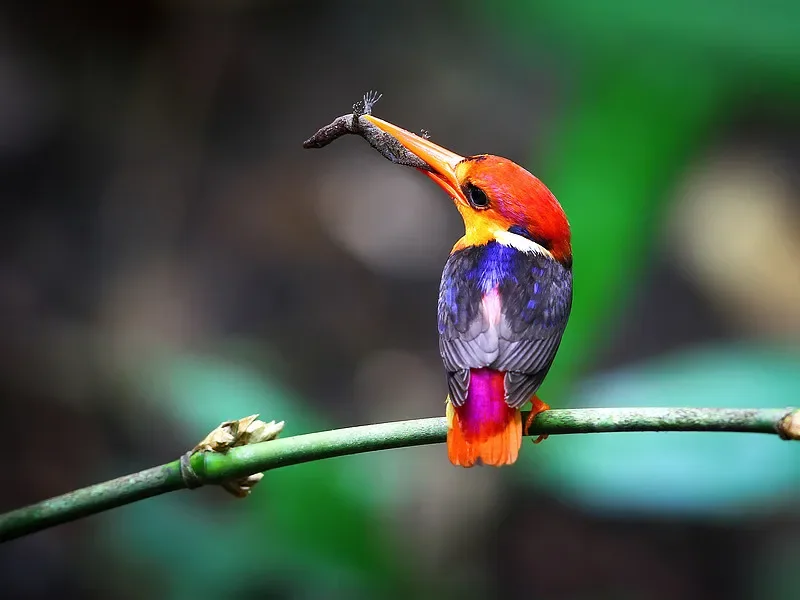 

SKYZONE VT1225 1.2G 2.5W VTX - CNC Case, 4-Speed Power, IRC Tramp Analog for FPV