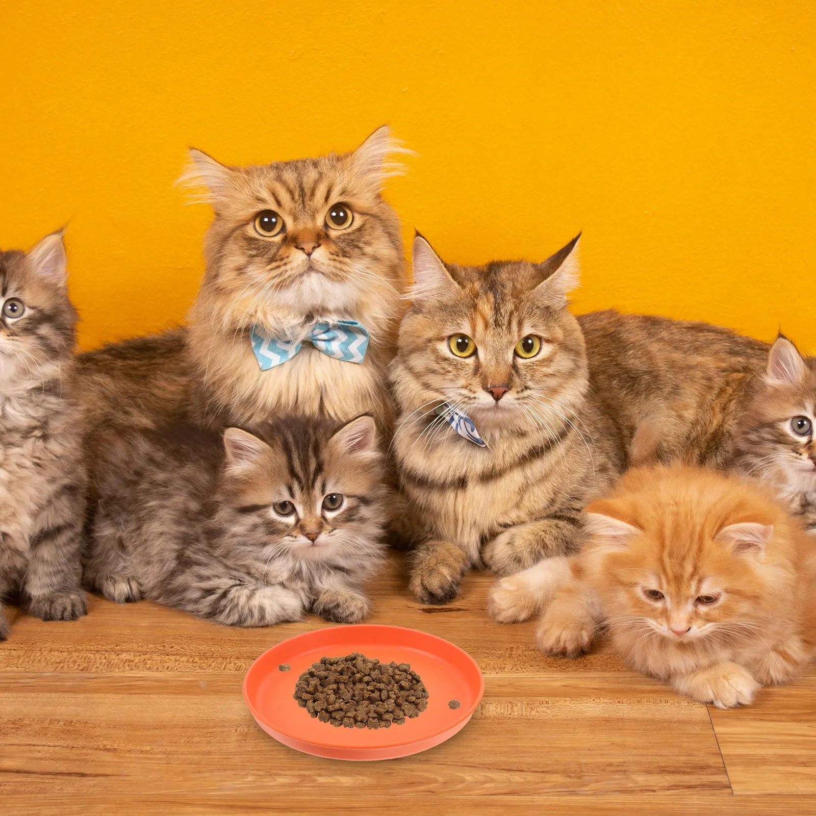 4Pcs Pet Feeding Bowls Multifunctional Shallow Cat Plates for Wet Food Dry Kibble Treats Flat Design Small Dogs Cats Indoor Pets