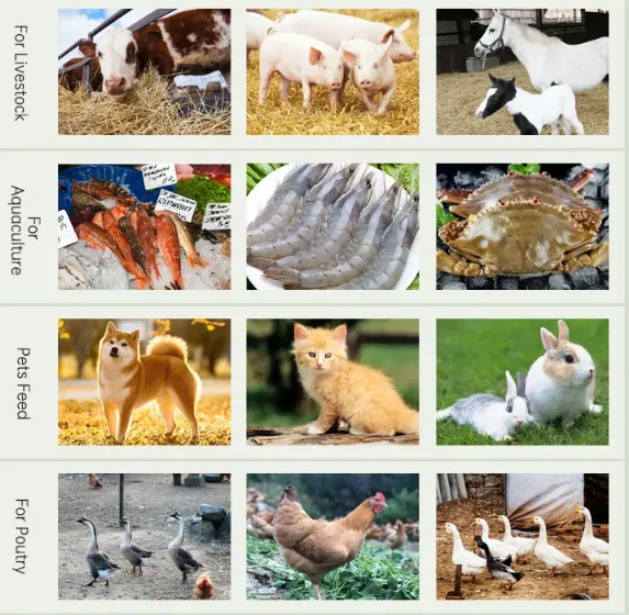 Poultry Feed Pellet Mill Making Machine Pellets Making Machine Animal Feed Processing Machine
