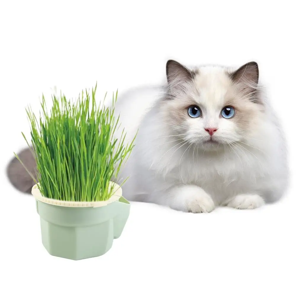 Jardinera hidropónica para hierba de gatos, fácil de cultivar, diseño jerárquico, kit de cultivo de microgreens, reutilizable y desmontable