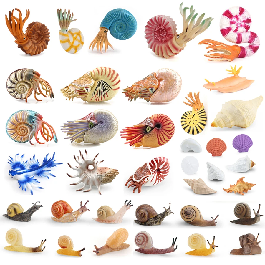 Figurine de simulation Nautilus, Amonite, Nacré, Coquillage, Palourde, Mollusques marins, Figurine du cycle de vie de l'escargot, Jouets éducatifs