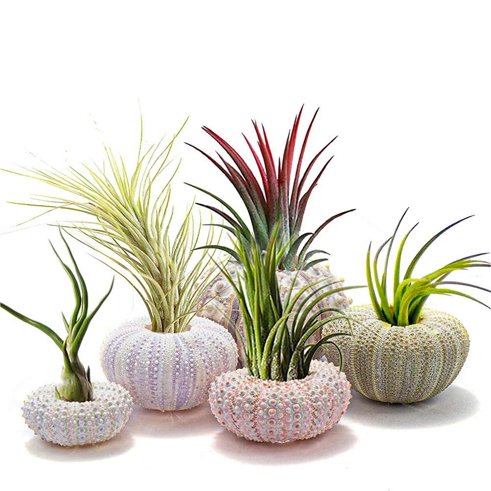 5PCS Natural Sea Urchin Shell for Aquarium Bonsai Craft Decoration Conch Tillandsia Potted Plant Undefined Coquillage Seashell