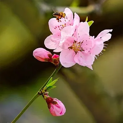 

RS RC 120mm Metal 1.9" Beadlock Wheel Rim Rubber Tire Set for 1/10 RC Crawler Car Trxs TRX4 RC4WD D90 Axial SCX10 II III MST