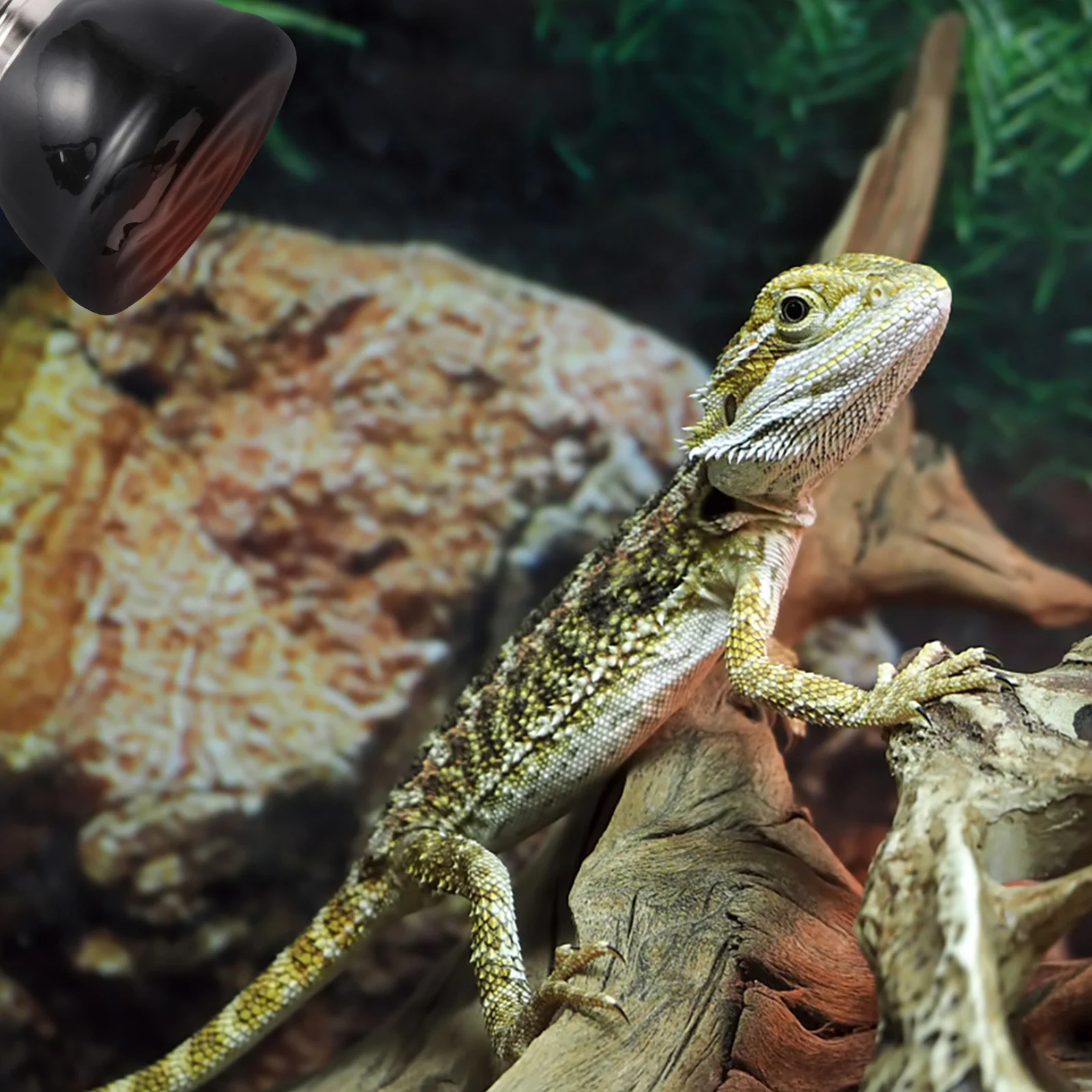 

1Pcs Reptile Heat Light Durable Ceramic Bulb Efficient Heating Lamp for Turtles Lizards Small Breeding Tank Heat