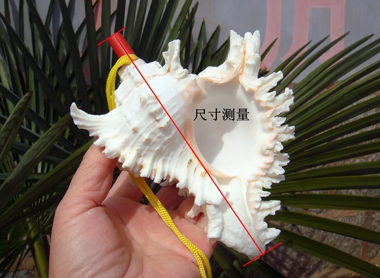 Big Sea Conch Screw Whistle, Conch whistle Shell Crafts, Can Be Melt, Free Small Gifts for Children, Free view 2