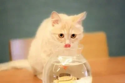 

Racing Tires 4PCS 78*30mm 12mm Adapter for 1/10 RC Model Rally Car