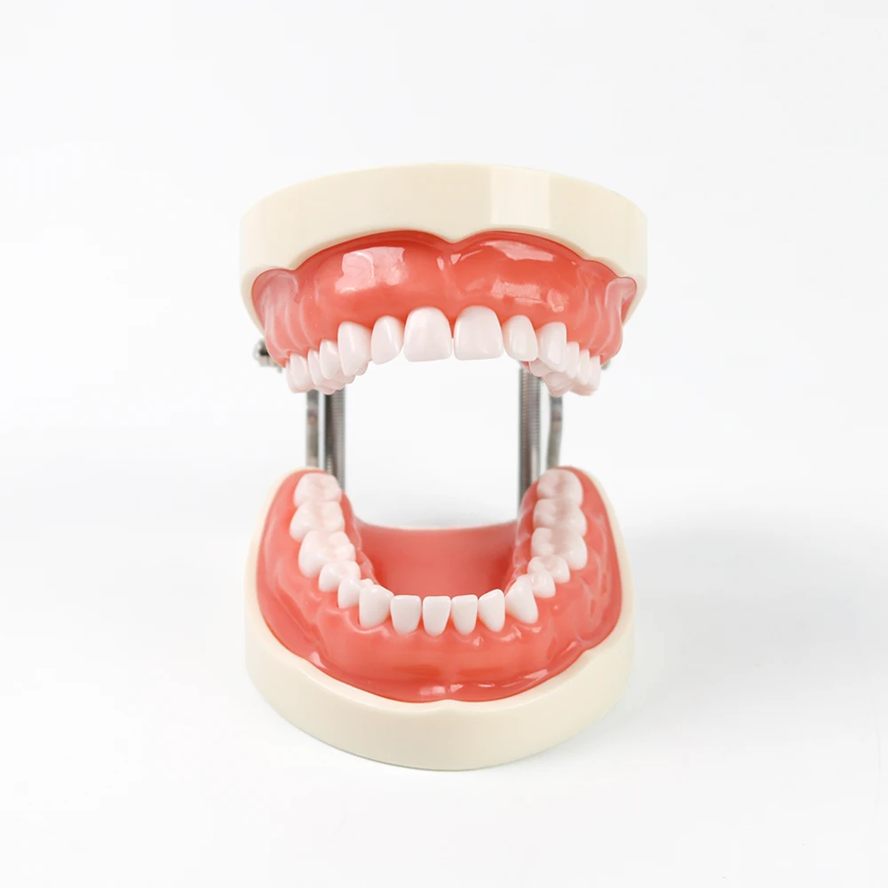 

32-зубная стоматологическая обучающая модель, мягкая резинка из смолы, модель зубов Typodont для практики стоматолога, обучающий инструмент, стоматологическая демонстрационная модель