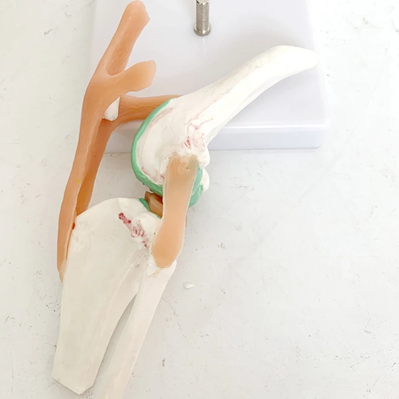 Imagem -05 - Joelho do Cão com Função Ligamentar Modelo de Esqueleto Perfeito para Falar Anatomia Canina