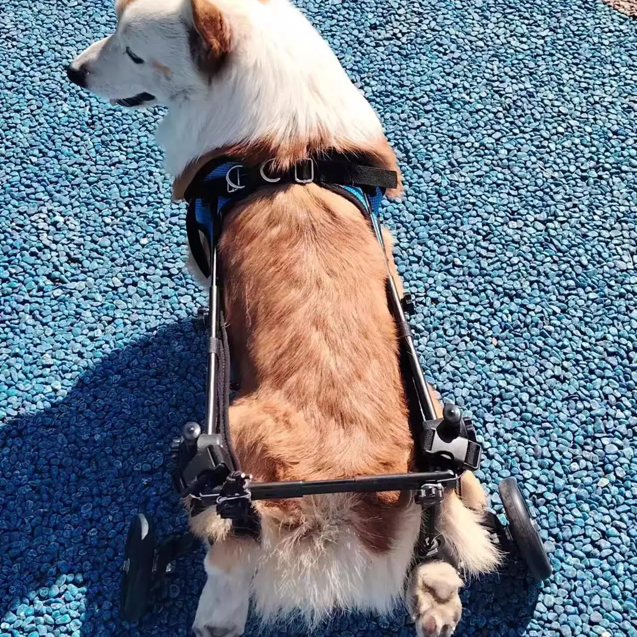

Oem Adjustable 2 Wheels Chair For Handicapped Pet Back Legs Mobility Pet Dog