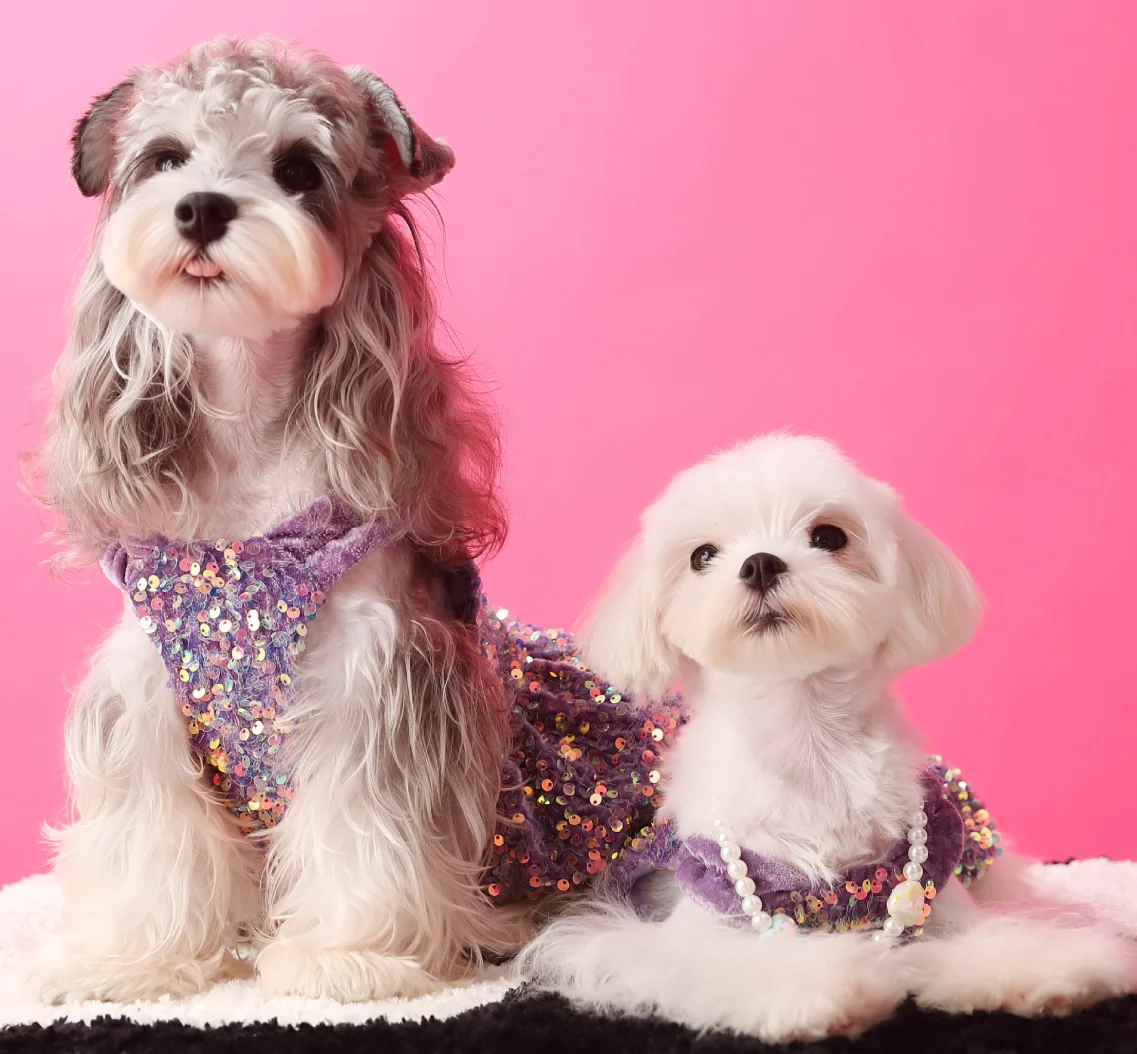 Luxury Soft Velvet Blingbling Puppy Gilr Dresses, Small Dogs York, Christmas, Birthday Party Coats, Kleider