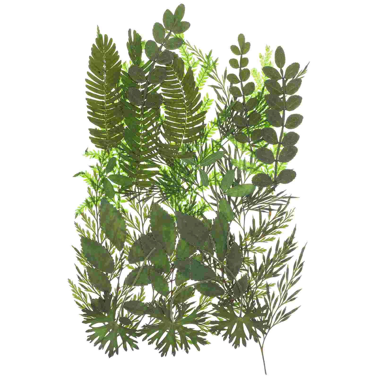 Pressed Dried Leaves Flowers and Embossed Handmade Materials Plant Specimens Plants Faux Indoor