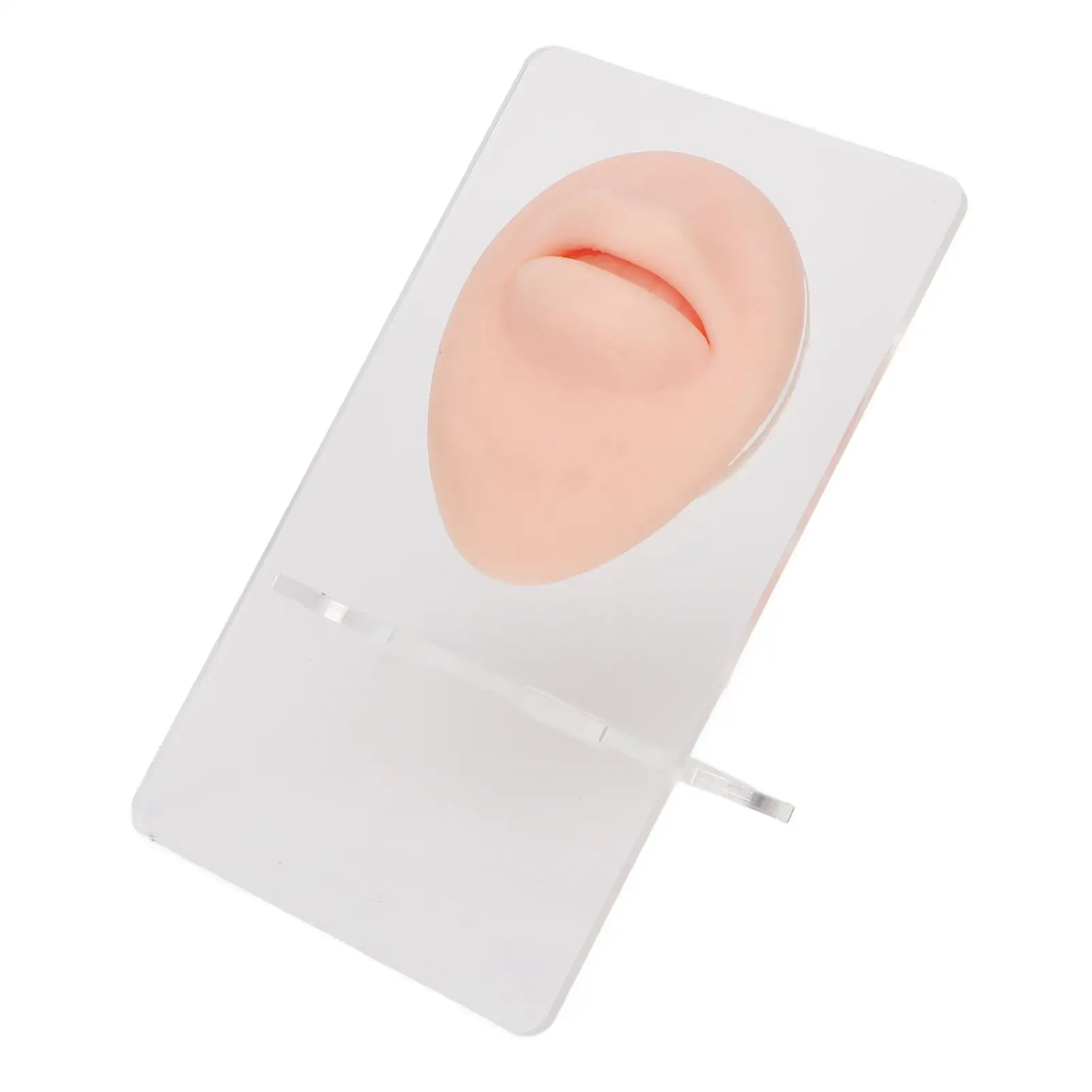 

Soft 3D Silicone Mouth Model for Piercing Practice with Acrylic Stand Ideal for Beginners and for teaching