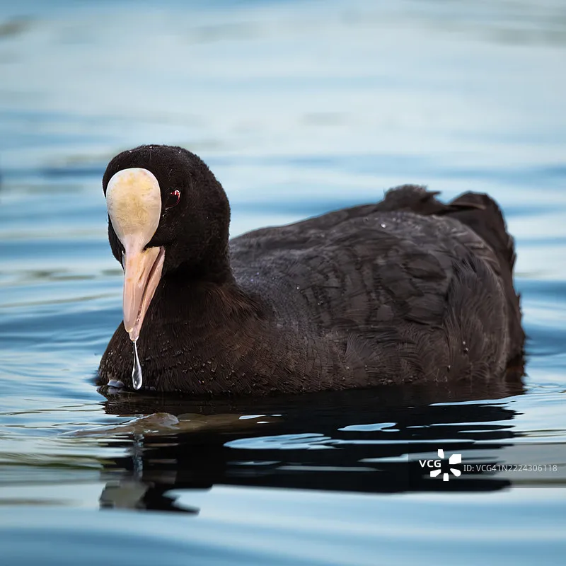 

Hobbywing Platinum V5 80A 120A 150A 3-8S Бесколлекторный регулятор скорости (ESC) с переключаемым выходом BEC для радиоуправляемых вертолетов и самолетов