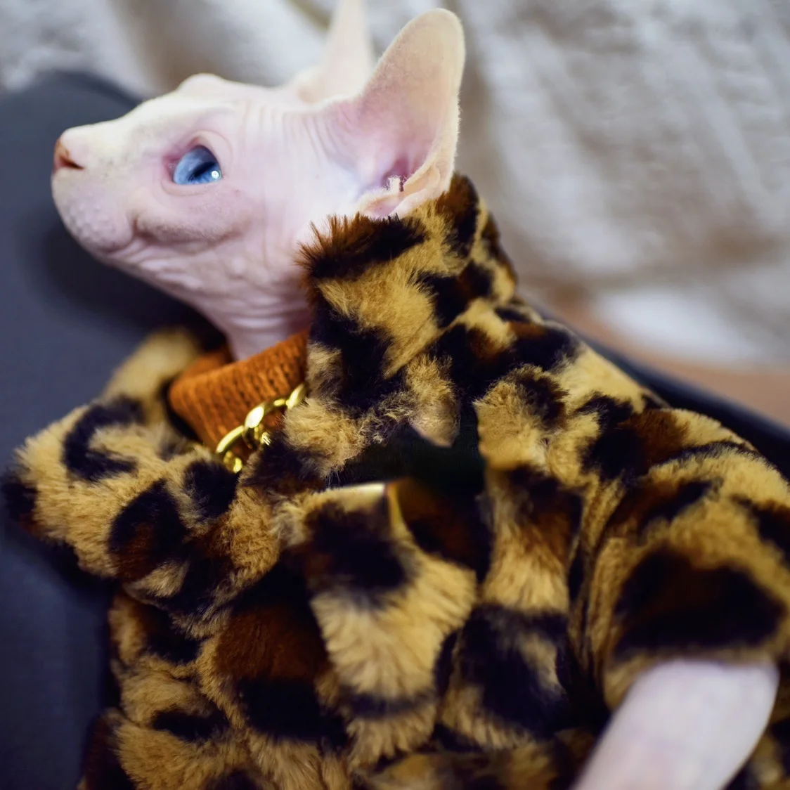 DUOMASUMI-Double Padded Leopard Warm Jacket, Hairless Cat Clothes, Cornish Devon, Rex, Windsor, Knnis,Abbey Cat