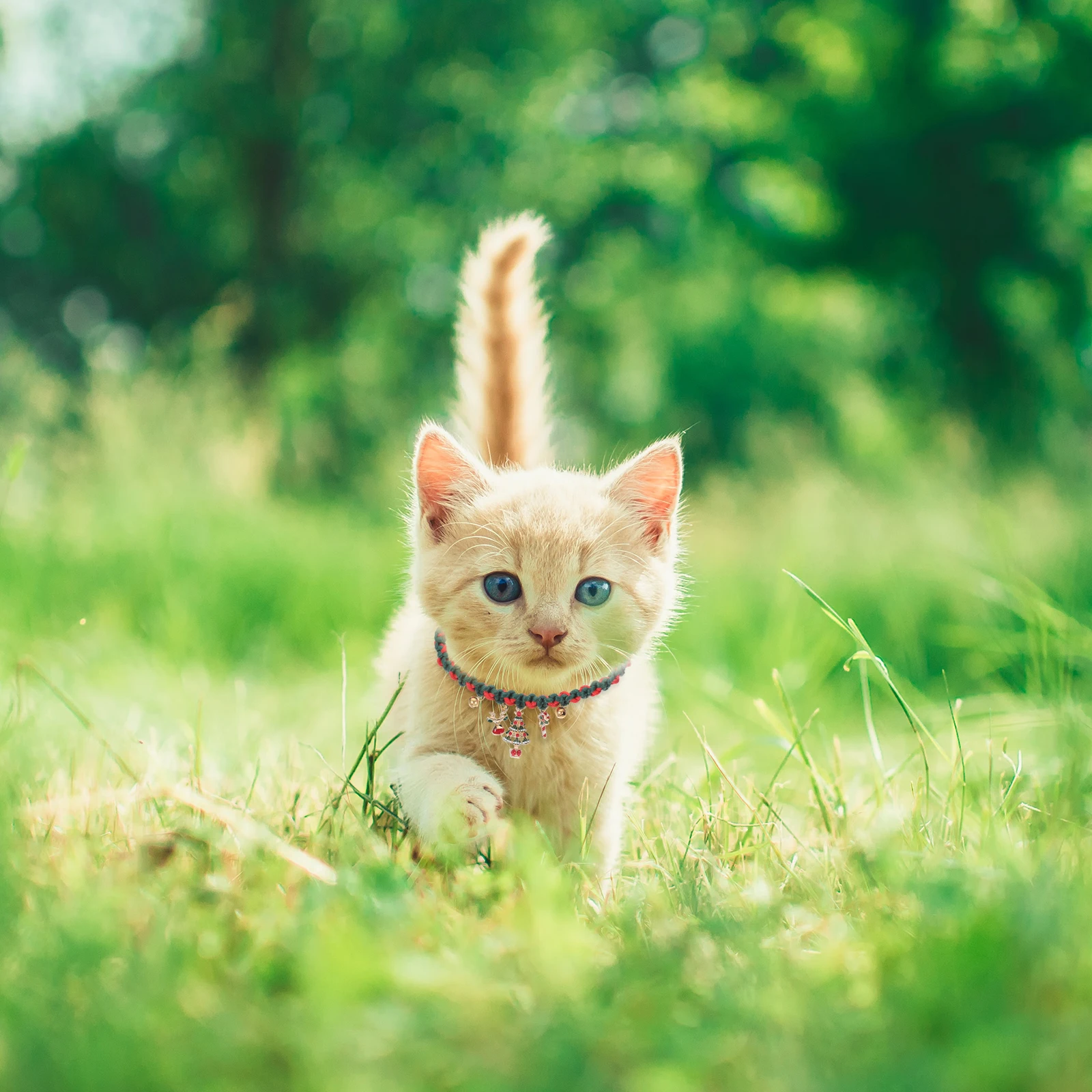 طوق قطة محبوك مضفر باللون الأحمر والأخضر مع جرس تصميم أمان قابل للتعديل لقضاء عطلة عيد الميلاد اليابانية الكورية #1