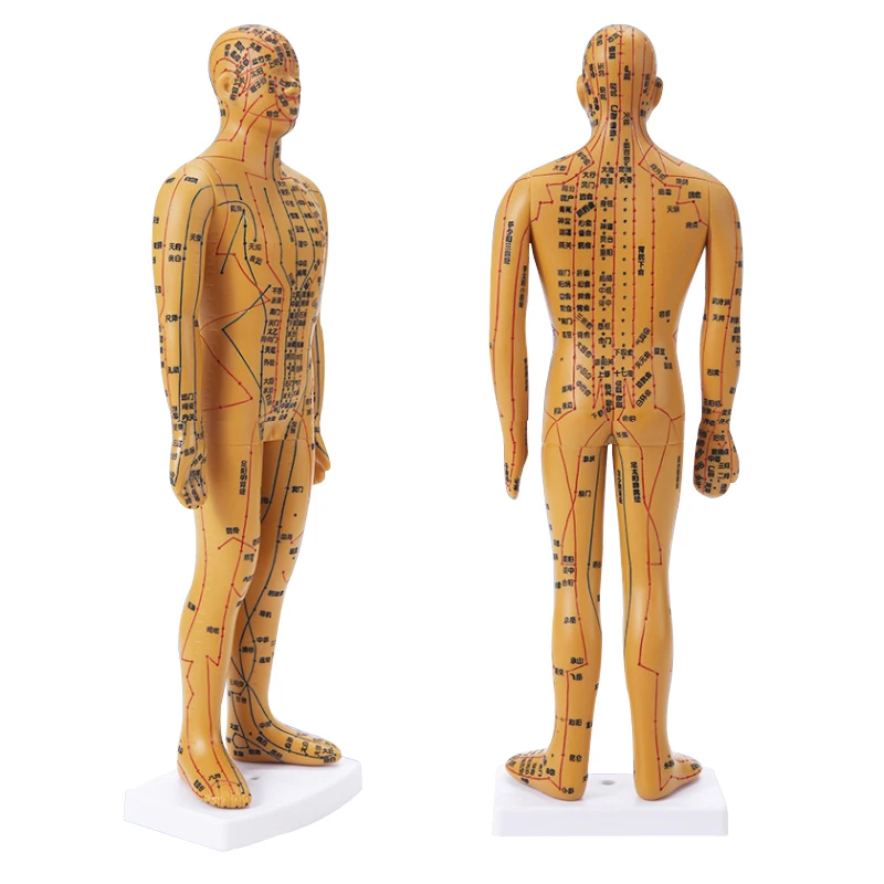 35cm Human Body Acupuncture Model Male Meridians Model Medical Science Teaching Resources Dropshipping