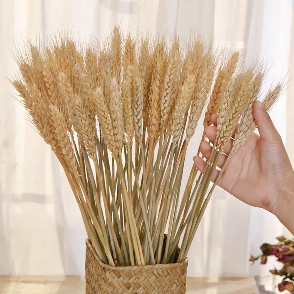 Natural Dried Wheat Ear Flower Arrangement, Real Wheat Stalks,Grain Bouquets,DIY Craft for Office,Home Festiv Decoration,40-50cm