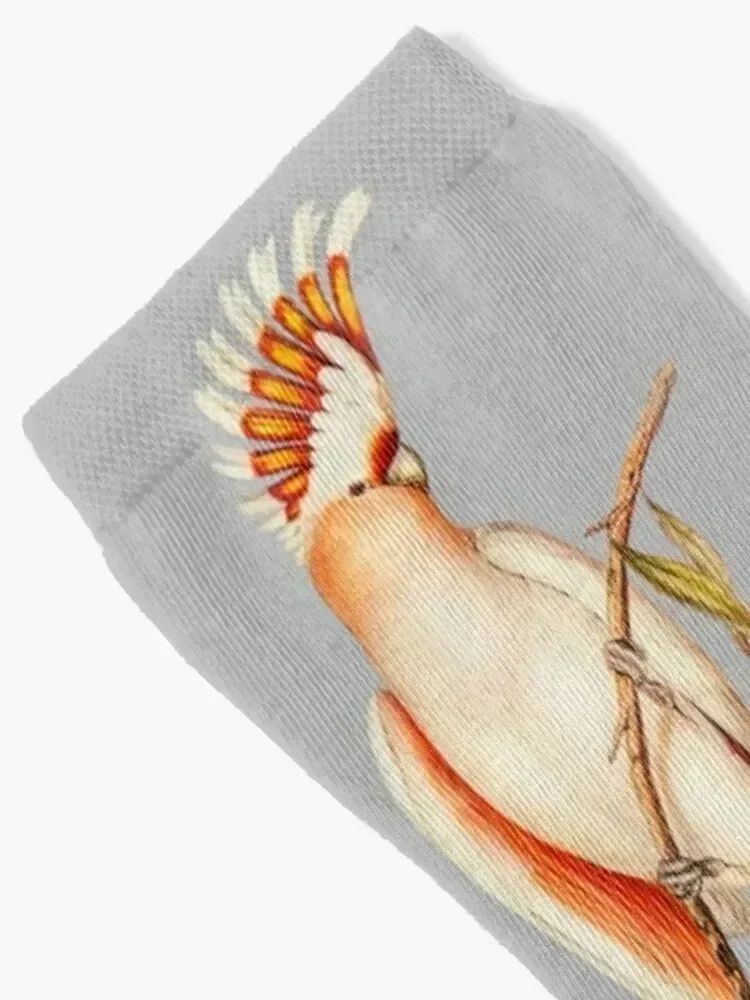 Australian Major Mitchell Cockatoo Bird Illustration Socks Lots Run soccer anti-slip anti-slip Socks For Women Men's
