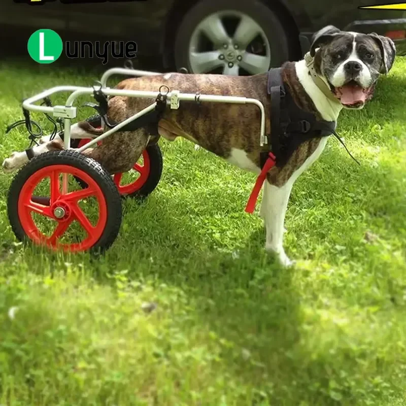 Pet Wheelchair for Large Dogs Hind Leg Weakness Paralysis Rehabilitation Training Two Wheel Walker Scooter Adjustable