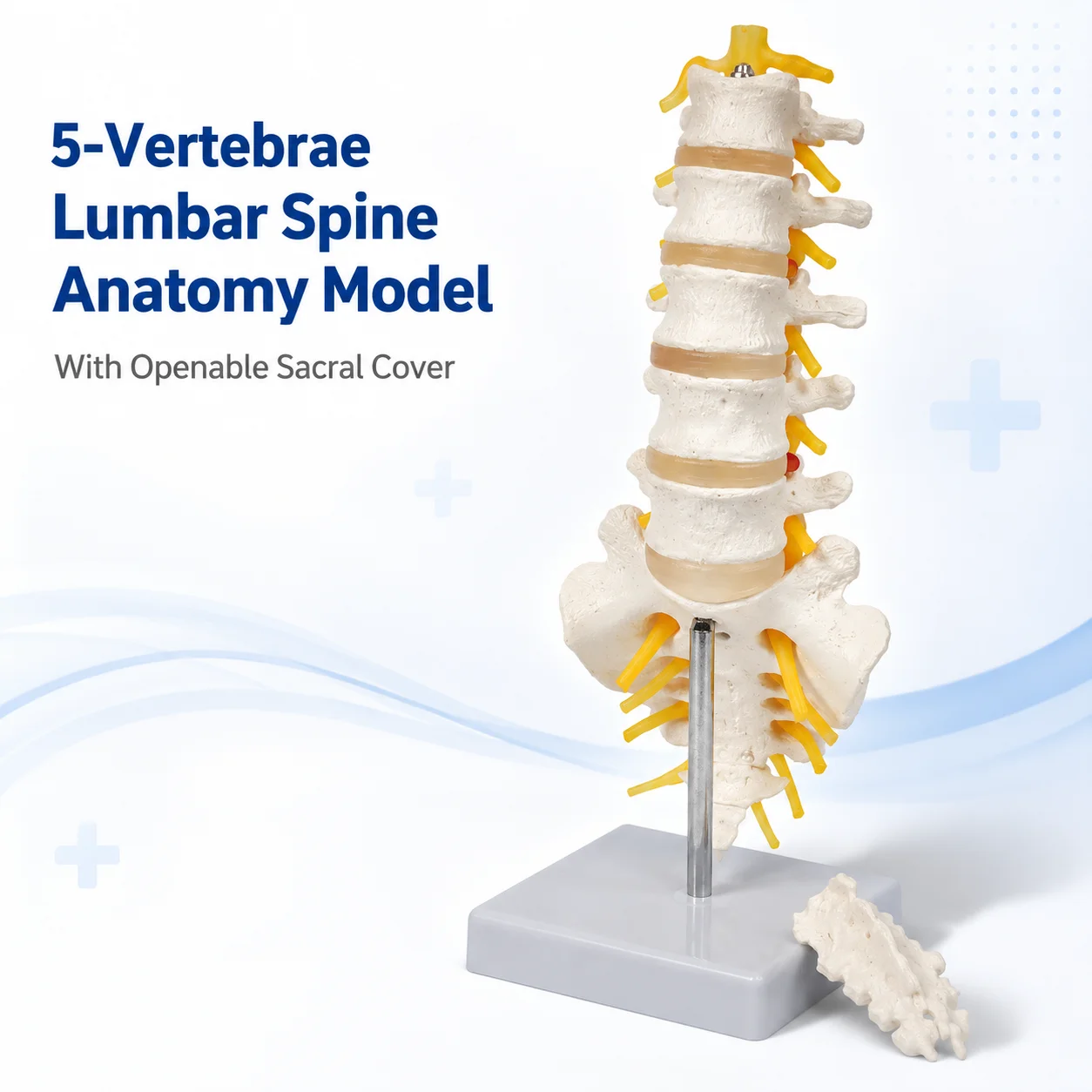 5-vertebrae-lumbar-spine-anatomy-model-with-sacrum-spinal-nerves-openable-sacral-cover-and-base-life-size-teaching-aid