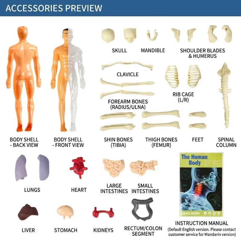 Primary School DIY Human Body Model Science Experiment Set Handmade Technology Production Material Pack Educational Puzzle