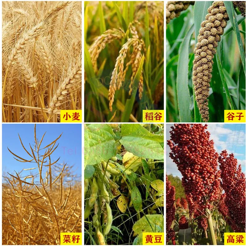 معدات دراس الأرز الأوتوماتيكية عالية الكفاءة التجارية الكهربائية الصغيرة الدخن الحبوب فول الصويا آلة الدرس الرفيعة