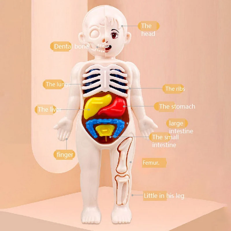 14Pcs Set Human Organ Model Children DIY Assembled Medical Early Science And Education Toys