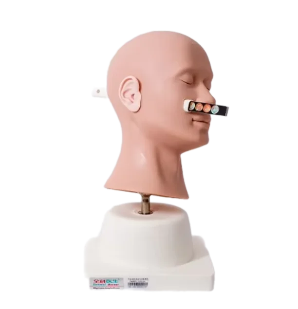 GD/LV41  Advanced Ear Diagnostic Simulator, Medical Model