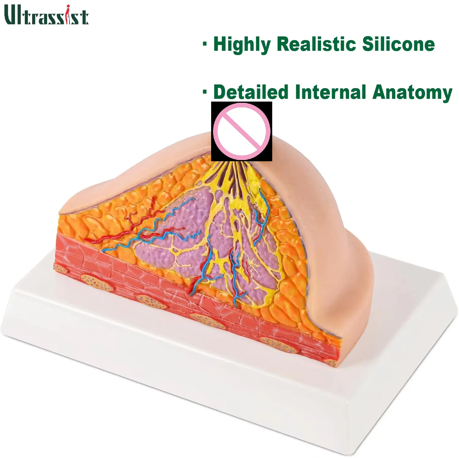 

Ultrasist Breast Half Cross-Section Model Female Anatomy Silicone for Medical Patient Education Self-Exam Practice Training