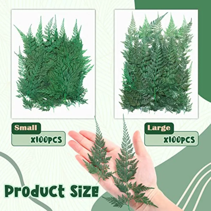 ดอกไม้แห้งอัด 200 ชิ้น ใบไม้สีเขียว ดอกลาร์กสเปอร์ ใบไม้แห้งขนาดเล็ก ใบเฟิร์นธรรมชาติอบแห้ง ใบไม้แห้งแท้สำหรับตกแต่ง